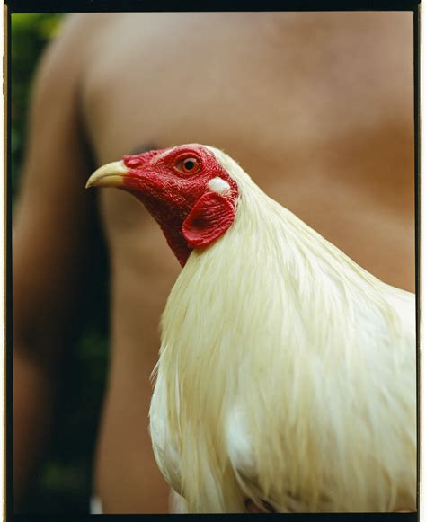manok panabong picture|panabong na manok new pictures.